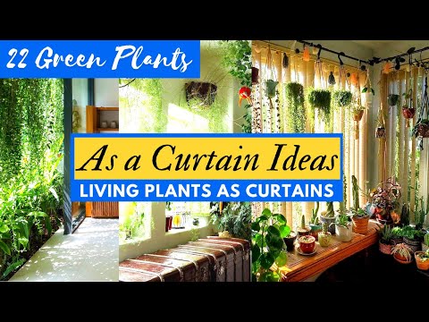 Video: Groene Gordijn Tuin Info: Groene Gordijnen Planten Binnen Of Buiten