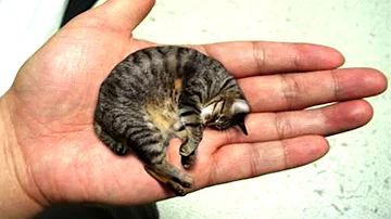 Was ist das kleinste Tierchen der Welt?
