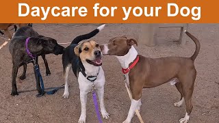 Dog TV Daycare #26 by Dog Playgroup Stories 47,825 views 1 month ago 6 hours, 34 minutes