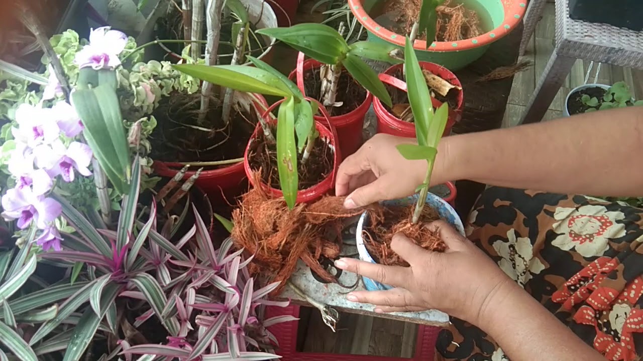 Menanam anggrek dengan menggunakan sabuk kelapa 