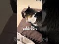 【こういうのでいい】女ひとりと猫3匹のナイトルーティン