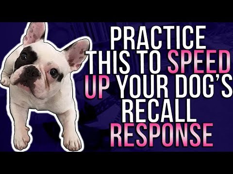 practice-this-to-speed-up-your-dog's-recall-response