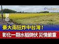 豪大雨狂炸中台灣！彰化一期水稻倒伏 災情嚴重