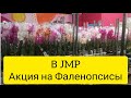 В JMP очень много красивых Фаленопсисов по АКЦИИ