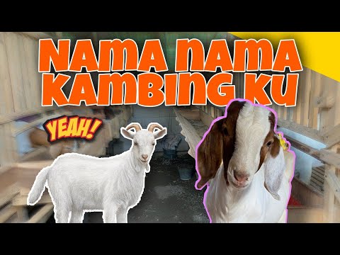 Jenis Kambing Buat Aqiqah Anak Laki Laki