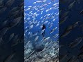 Steve Aoki Bait Ball