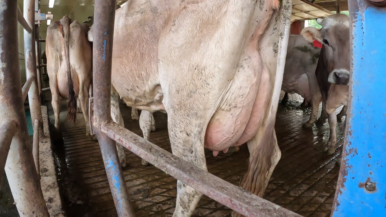 Cow Mating Process My Thought Process Behind Mating One Of Our Brown Swiss Cows! - YouTube