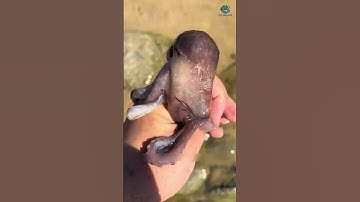 Nồi lẩu của tui đầy hải sản luôn rồi | Review bắt hải sản #shorts #sanbathaisan