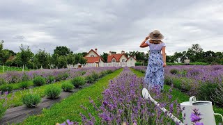 Lavender