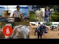 Five Stories of Animals and Their People