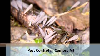Pest Control Canton MI, Security Pest Control