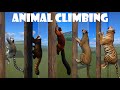 All Climbing Animal in Planet Zoo included Bengal Tiger, Cougar, Lemur, Red Panda, Ring Tailed Lemur