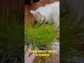 🐱НАШИ РАЗНОГЛАЗЫЕ КОТИКИ. Жанна Фетисова