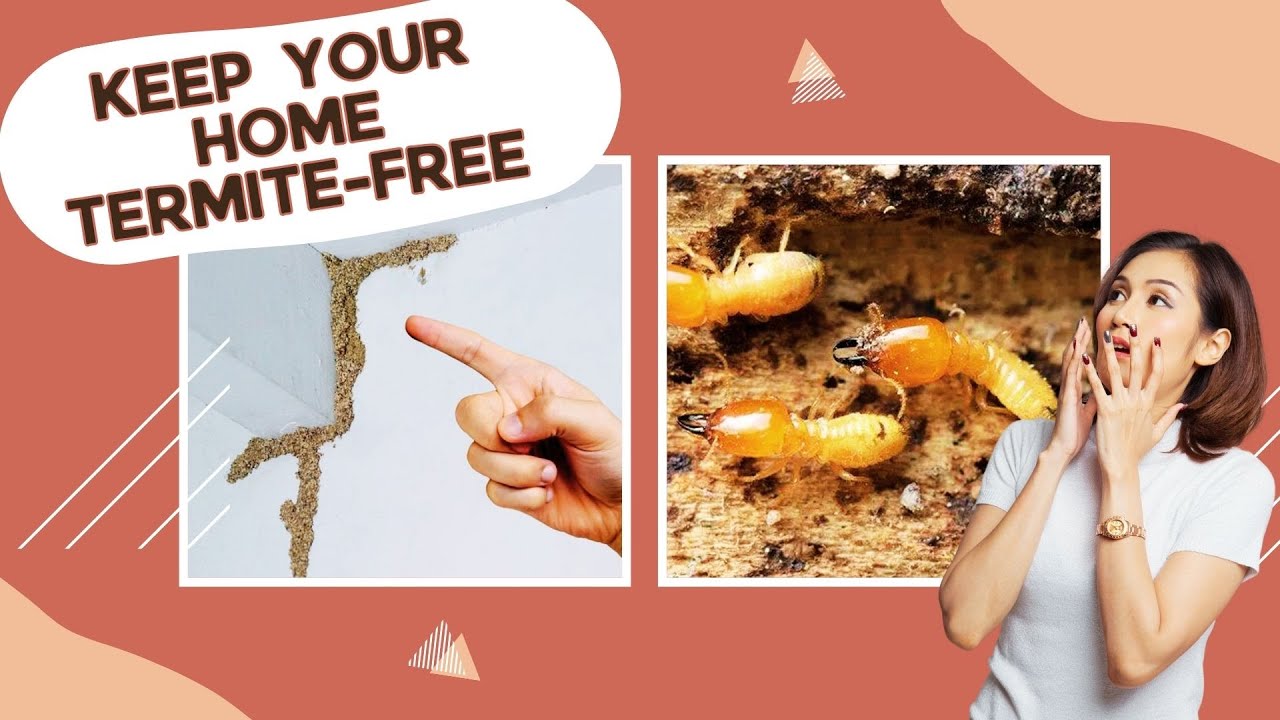 Amazing How To Get Rid Of Termites In House Wallpaper for Desktop Amazing How To Get Rid Of Termites In House Wallpaper for Desktop