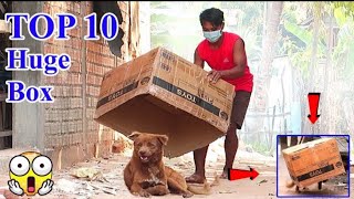 Top 10 Prank Dog! Super Huge Box vs Prank Sleep Dogs  Must Watch || Reaction Video || Vipul Refun