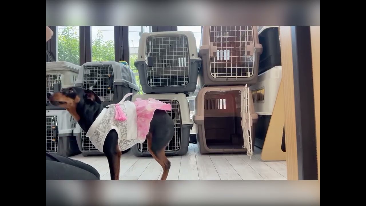 【犬の幼稚園】鈴世、リードなしでハードル飛べた！🐾✨ミニピン姉妹の特訓day🏅