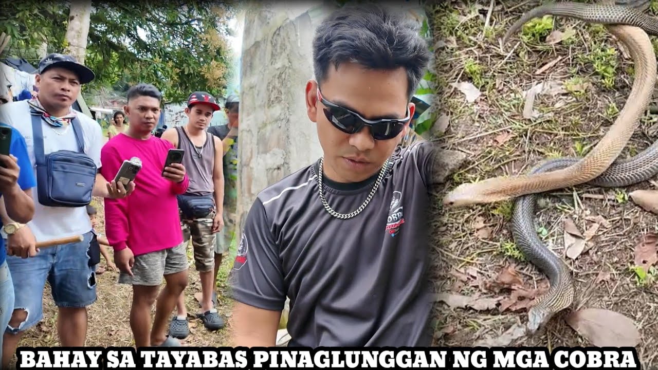 NAGLALAKIHANG COBRA SA TAYABAS QUEZON KASAMA LNG SA LOOB NG BAHAY