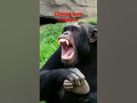 Chimpanzee eating habits and groups - YouTube