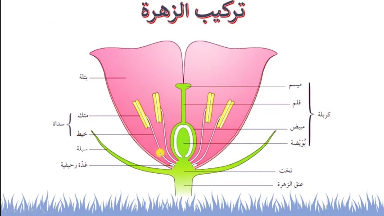 تركيب الزهرة |قناة المعلم المبدع