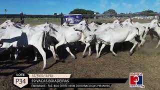 LOTE P34  - 25• LEILÃO VIRTUAL PANTANAL CORTE