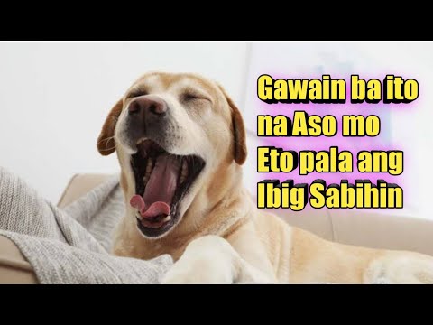 Video: Paano Sasabihin Ang Tungkol Sa Isang Aso