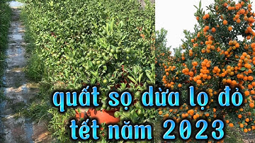 quất tết 2023 quất bon sai quất lọ đỏ sọ dừa, giá quất tết lh …0963280615