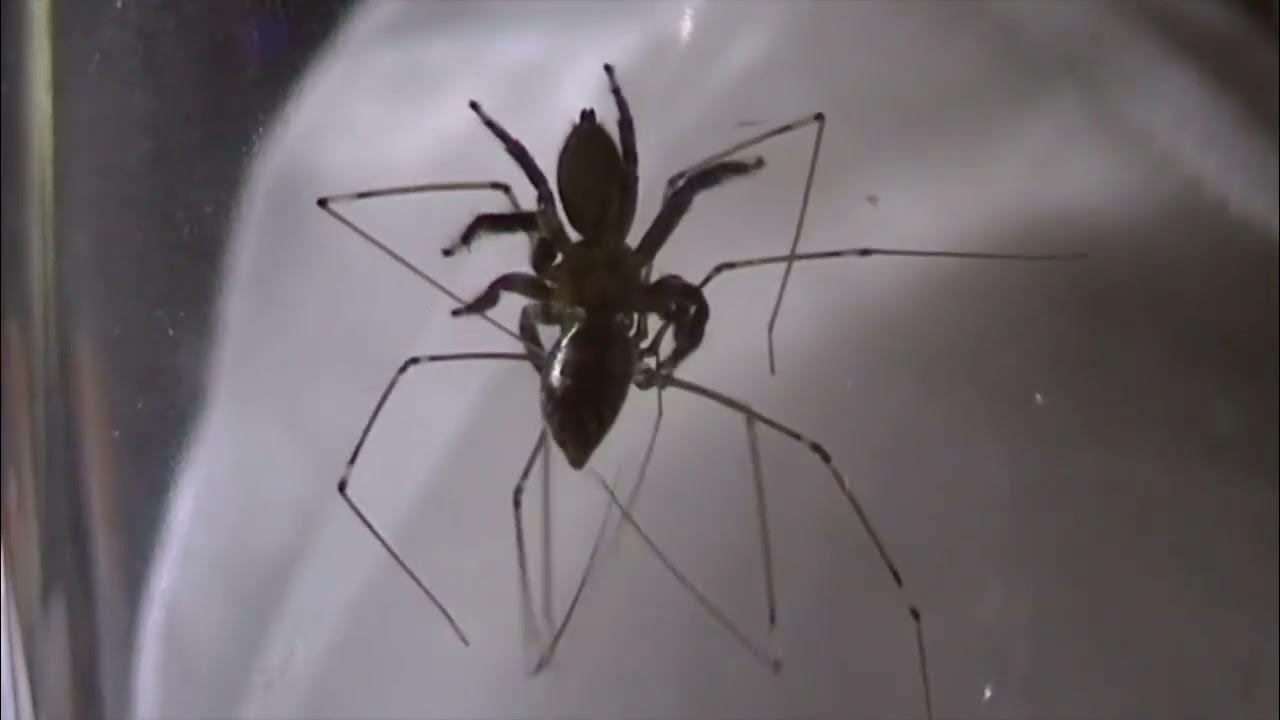 Jumping Spider vs Cellar Spider Amazing Insect Battle YouTube