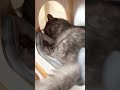 猫のこの声、かわいいよね