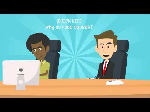 Why Do Rats Squeak? Quick Hits