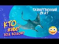 Таинственный скат Открой тайны океана Таинственный скат Открой тайны океана