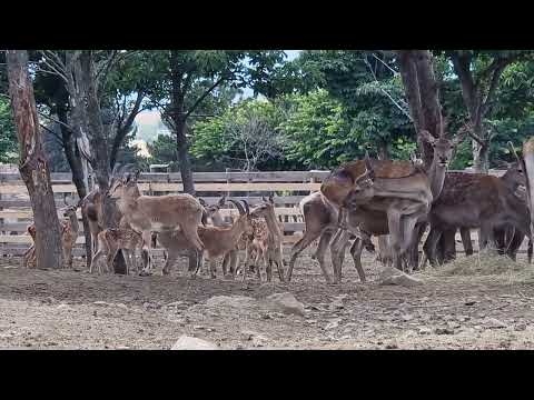 Western wild goats and Maral in mixed enclosure