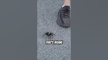 Thumbnail of We Got a New Pet Tarantula!!! #shorts