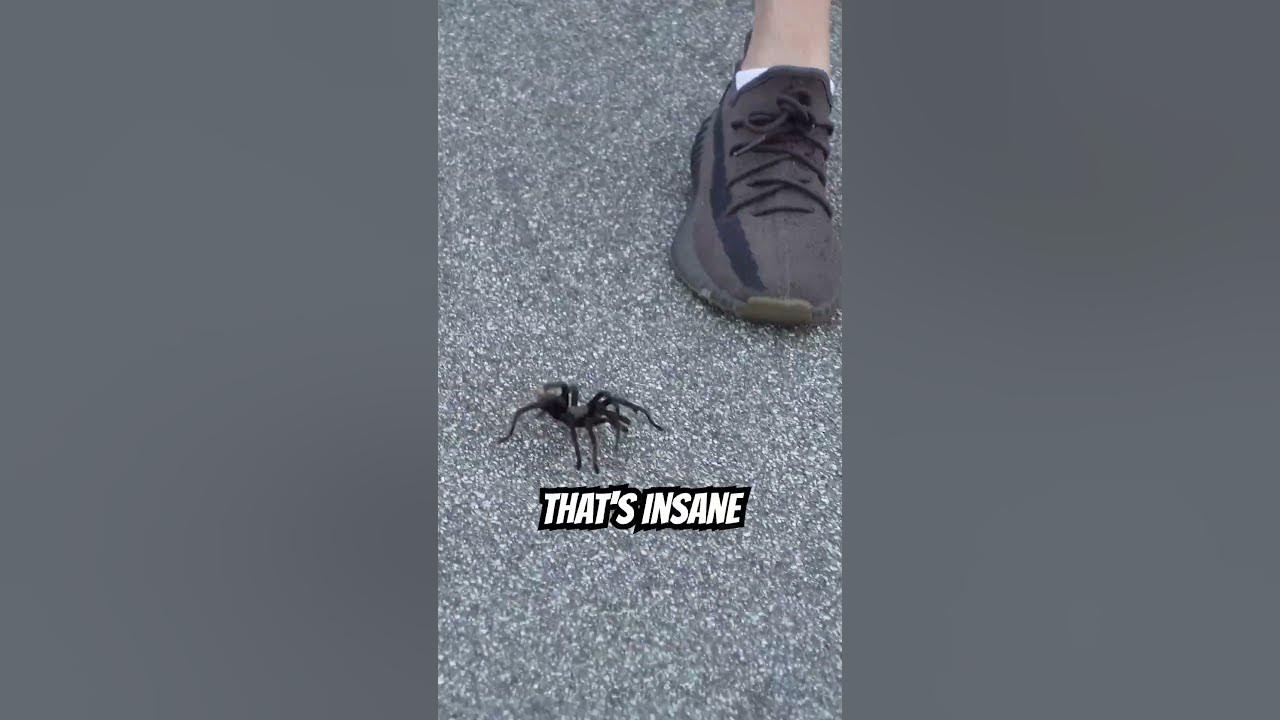 We Got a New Pet Tarantula!!! #shorts We Got a New Pet Tarantula!!! #shorts