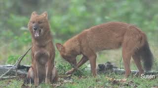 Dhole Wild Dog Doentary 4K Sony Fx6