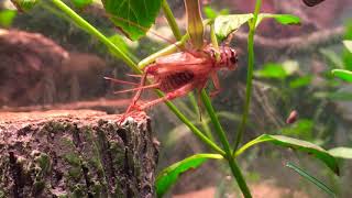 Praying mantis eats cricket alive!