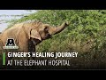 Ginger&#39;s Healing Journey at Wildlife SOS