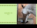 【ラニ】8歳ごはんを食べる。