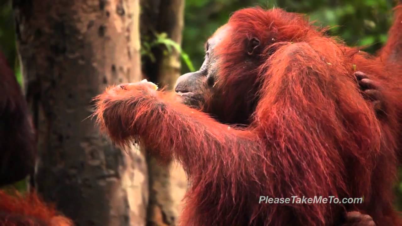 Kuching Semengoh Orangutan Sanctuary - Malaysia Travel Video - HD 720p