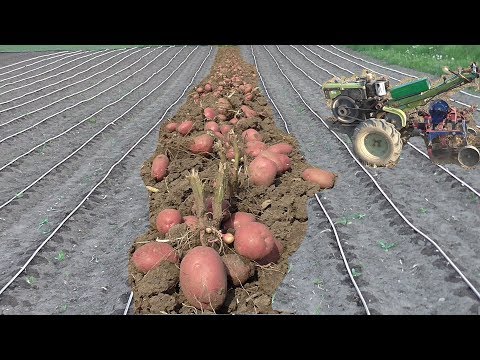 Урожай картофеля после капельного полива!
