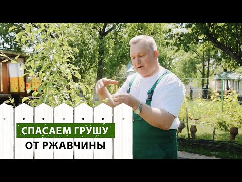 Видео: Лечение груши с каменистой косточкой – как остановить вирус каменистой косточки груши