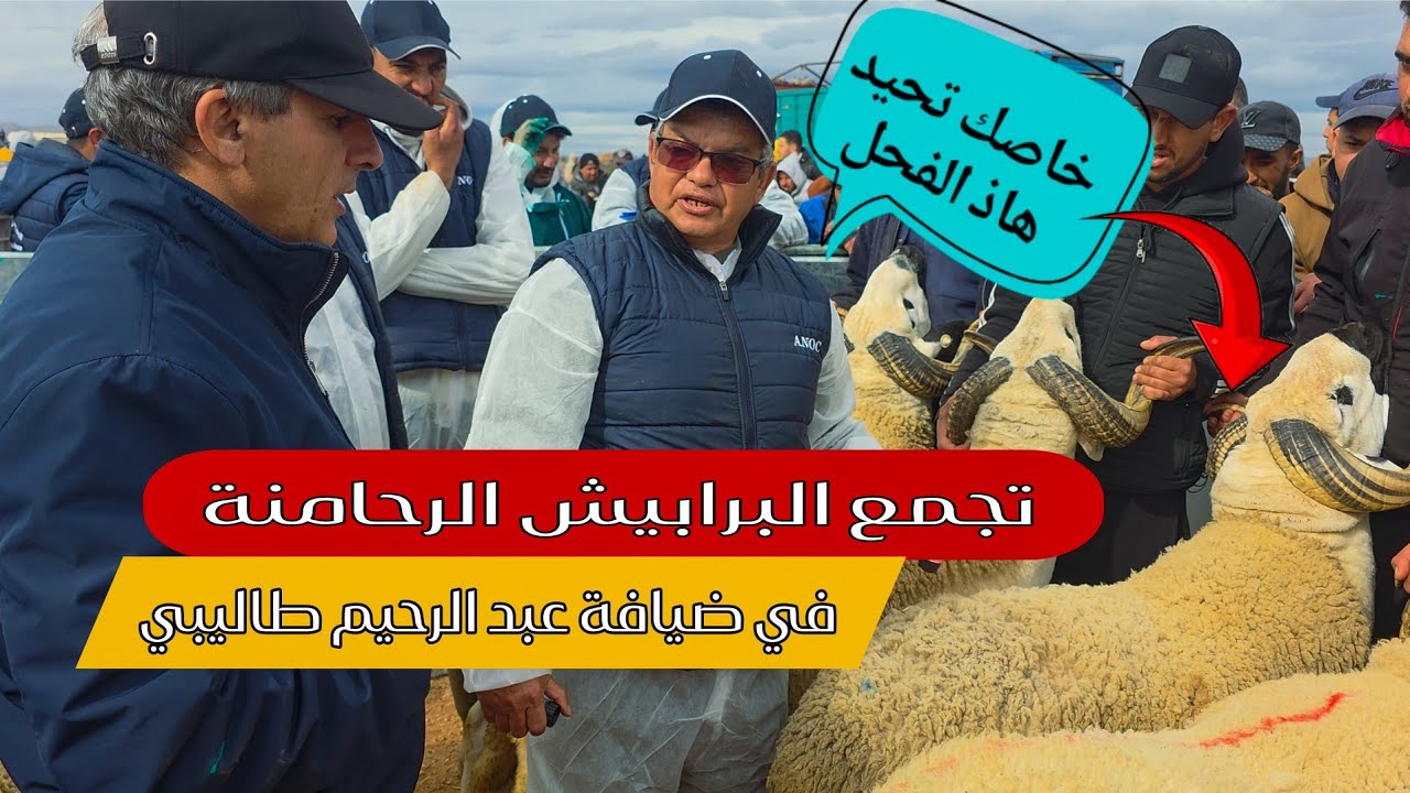 اليوم في ضيافة الكساب عبد الرحيم الطاليبي في تجمع البرابيش الرحامنة 