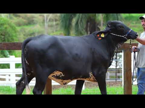 Lote 39 • Leilão Girolando Agropecuária São Pedro • 2728CG