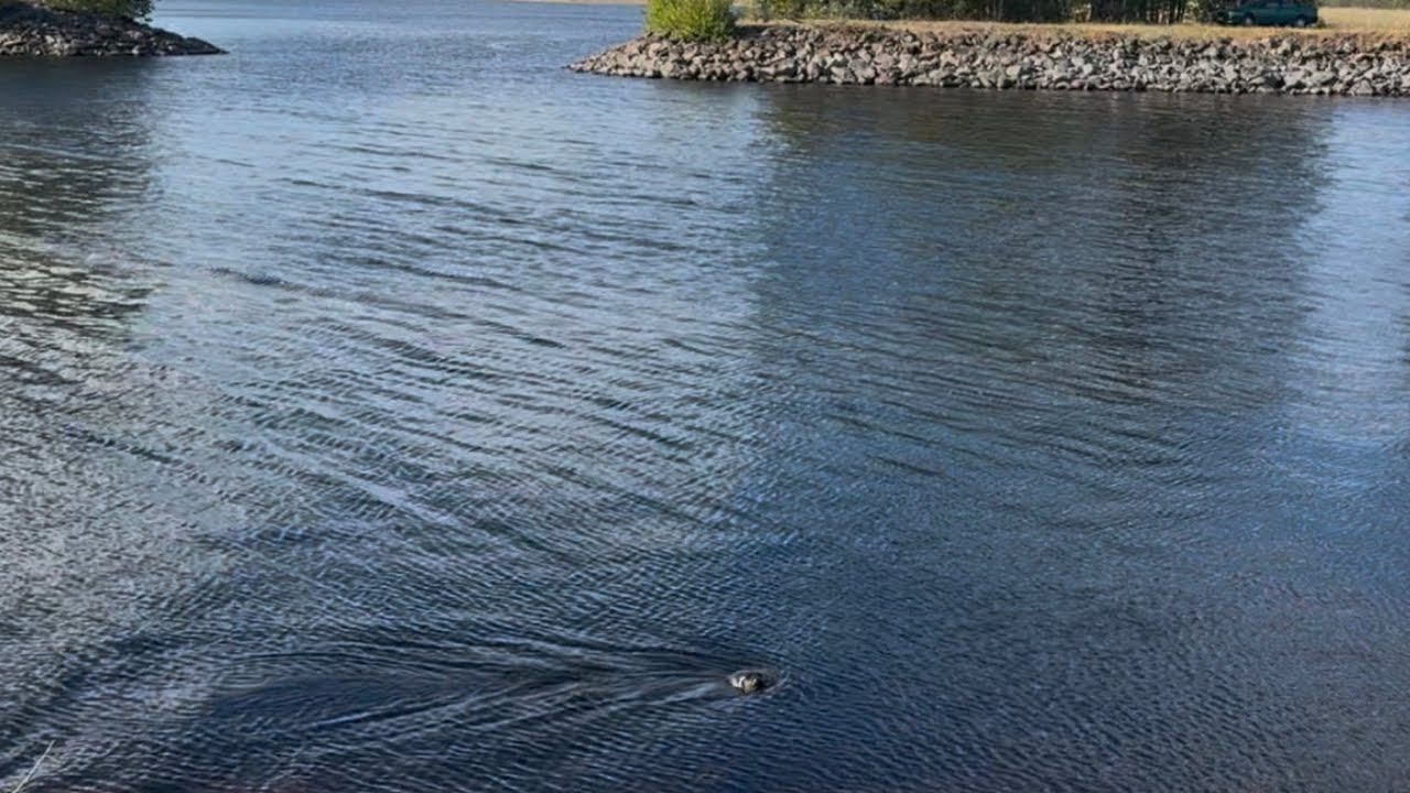 Saimaan norppa kävi huikkaamassa voimaannuttavan tervehdyksen Haponlahdella @Turamummi kanssa