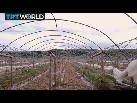UK Agriculture: Food rots on farms due to worker shortage - YouTube