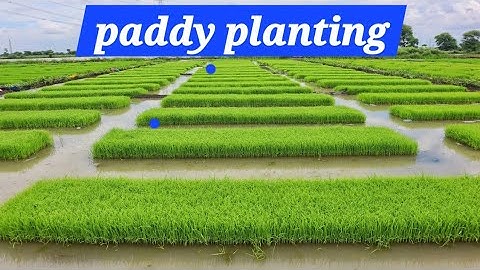 Getting Rice Seedlings Ready #satisfying #shot