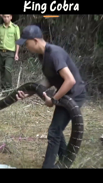 Releasing large king cobra into the wild #kingcobra #amazing #shorts