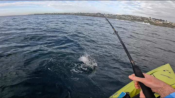 Sydney kingfish following my kayak and catching snapper and bonito too with lures - Bugsy Fishing