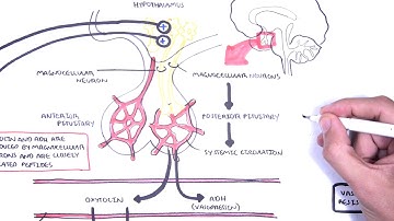 Endocrinology - Oxytocin and vasopressin/ADH (Posterior Pituitary Hormones) Physiology