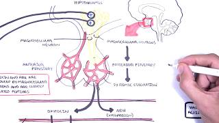 Oxytocin and vasopressin/ADH (Posterior Pituitary Hormones) Physiology