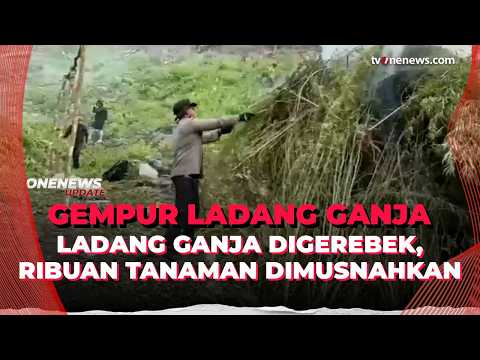 Ladang Ganja Seluas 26,5 Hektar di Pegunungan Gayo Lues Berhasil Dimusnahkan Polisi | OneNews Update